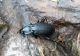 oxycarabussaphyrinus03drliex.JPG
