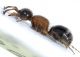 Experiment-908-Extended Depth of Focus-12.jpg