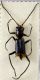 ax_longicornis.jpg