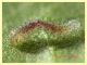 larva appena nata 12.11.2022 - (25).JPG