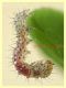 larva appena nata 12.11.2022 - (13).JPG