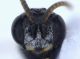 Experiment-966-Extended Depth of Focus-12.jpg