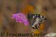 Immagine-005.jpg
