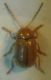 Cryptocephalus politus 002 A.jpg
