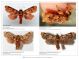 Confronto_Forum_Entomologi_Italiani_Claudio_Labriola.jpg