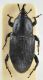 Sphenophorus 2.jpg