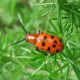 Crioceris duodecimpunctata - Anzio 24.6.2013 - (1).jpg