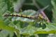 DSC_0565.jpg