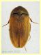 Attagenus simplex circa 4 mm. su Asteraceae - Anzio 2.4.2023 - (6).JPG