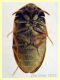 Attagenus simplex circa 4 mm. su Asteraceae - Anzio 2.4.2023 - (8).JPG