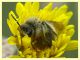 prob. Andrena  circa 10 mm. - Anzio 2.4.2023 - (1).JPG