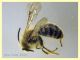 prob. Andrena  circa 10 mm. - Anzio 2.4.2023 - (4).JPG