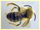 prob. Andrena  circa 10 mm. - Anzio 2.4.2023 - (3).JPG