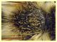 prob. Andrena  circa 10 mm. - Anzio 2.4.2023 - (6).JPG