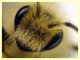 prob. Andrena  circa 10 mm. - Anzio 2.4.2023 - (8).JPG