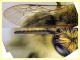 prob. Andrena  circa 10 mm. - Anzio 2.4.2023 - (10).JPG