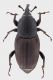 Sphenophorus-Canezza.jpg