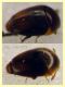 Sericoderus sp. 1 mm. - Anzio 6.4.2023 - (2).JPG