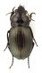Comb3872Ccr-18L6.jpg