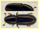 Crypturgus pusillus sotto corteccia pino circa 1,2 mm. - Anzio 11.4.2023 - (7).JPG