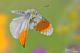 anthocharis cardamines155a.jpg