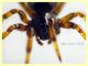 Steatoda phalerata circa 3,5 mm. - Anzio 11.4.2023 - (3).JPG