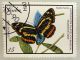 Neptis themis.JPG