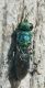 Criside-0035-B.jpg