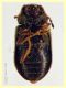 Ozognathus cornutus circa 2,8 mm. sfarfallato da semi di Palma nana (forse) - 2023 - (2).JPG