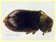 Ozognathus cornutus circa 2,8 mm. sfarfallato da semi di Palma nana (forse) - 2023 - (3).JPG