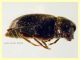 Ozognathus cornutus circa 2,8 mm. sfarfallato da semi di Palma nana (forse) - 2023 - (4).JPG