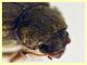 Ozognathus cornutus circa 2,8 mm. sfarfallato da semi di Palma nana (forse) - 2023 - (5).JPG