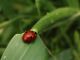 coccinella 2.jpg