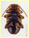 Dapsa trimacula 4 mm. - Anzio 11.4.2023 - (4).JPG
