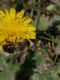 Eristalis 3.jpg