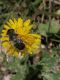 Eristalis 2.jpg