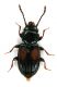 Comb3878-12L3cr.jpg