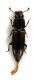 Comb3879-12L3cr.jpg