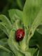 coccinellide.jpg