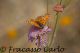 Immagine-002.jpg