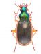 C. vestitus -2.jpg