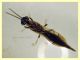 Eusandalum sp. 6 mm. senza antenne - Anzio Pocacqua 12.5.2023 - (2).JPG