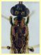 Eusandalum sp. 6 mm. senza antenne - Anzio Pocacqua 12.5.2023 - (3).JPG