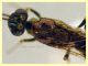 Eusandalum sp. 6 mm. senza antenne - Anzio Pocacqua 12.5.2023 - (4).JPG