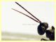Eusandalum sp. 6 mm. senza antenne - Anzio Pocacqua 12.5.2023 - (5).JPG