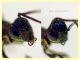 Eusandalum sp. 6 mm. senza antenne - Anzio Pocacqua 12.5.2023 - (7).JPG
