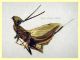 Eusandalum sp. 6 mm. senza antenne - Anzio Pocacqua 12.5.2023 - (8).JPG