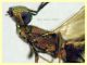 Eusandalum sp. 6 mm. senza antenne - Anzio Pocacqua 12.5.2023 - (9).JPG