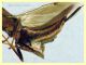 Eusandalum sp. 6 mm. senza antenne - Anzio Pocacqua 12.5.2023 - (10).JPG
