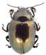 Comb3917rc-47L6.jpg